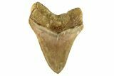 Serrated, Fossil Megalodon Tooth - Indonesia #279211-2